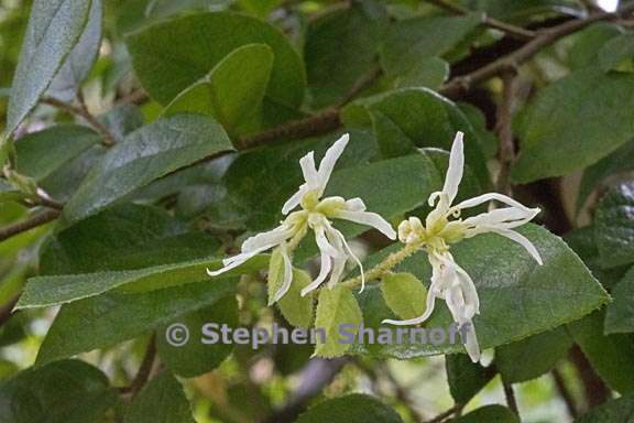 loropetalum chinense 4 graphic